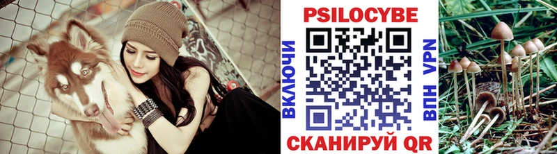 наркотики  Кольчугино  Псилоцибиновые грибы Psilocybine cubensis 